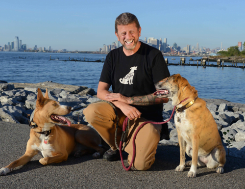 Jason Cohen - Canine Cohen